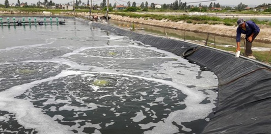 Người dân Nghệ An dùng thảo dược phòng bệnh và điều trị cho tôm